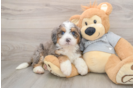 Friendly Mini Bernedoodle Baby