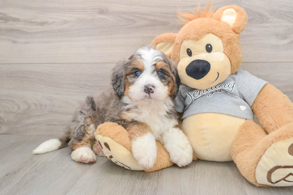 Friendly Mini Bernedoodle Baby