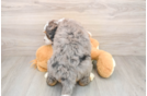 Fluffy Mini Bernedoodle Poodle Mix Pup