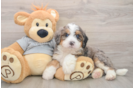 Mini Bernedoodle Pup Being Cute