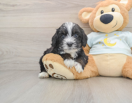 7 week old Mini Bernedoodle Puppy For Sale - Simply Southern Pups