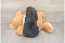 Mini Bernedoodle Puppy for Adoption