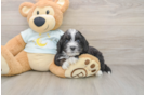 Smart Mini Bernedoodle Poodle Mix Pup
