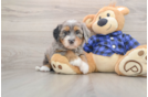Playful Bernese Doodle Poodle Mix Puppy