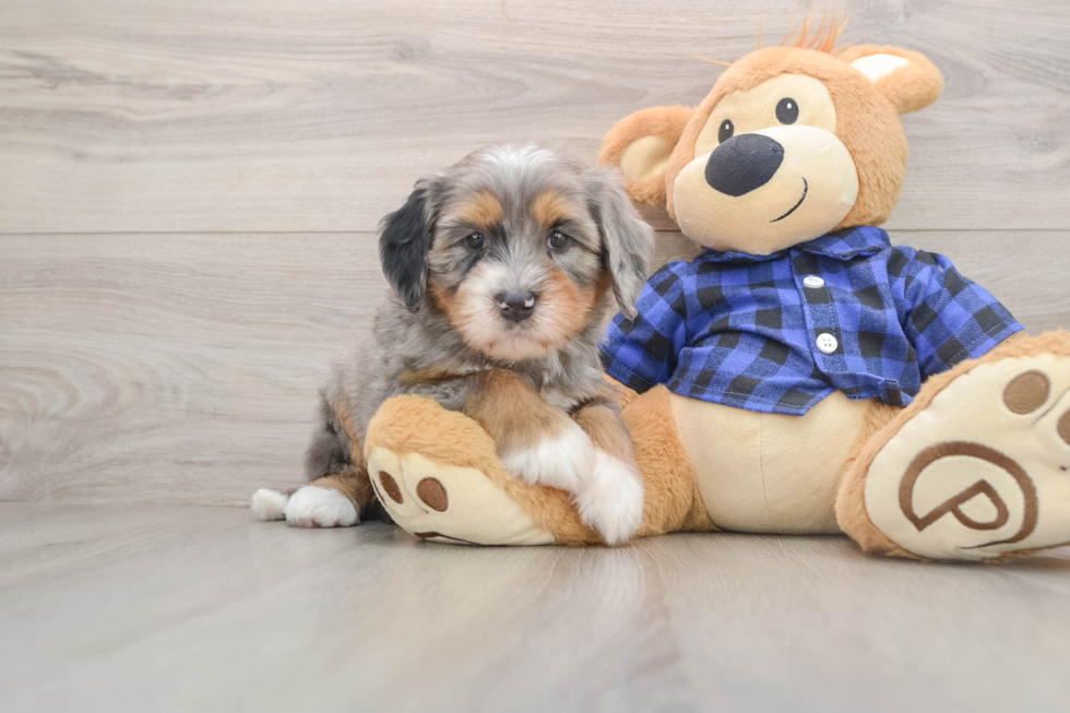 Playful Bernese Doodle Poodle Mix Puppy