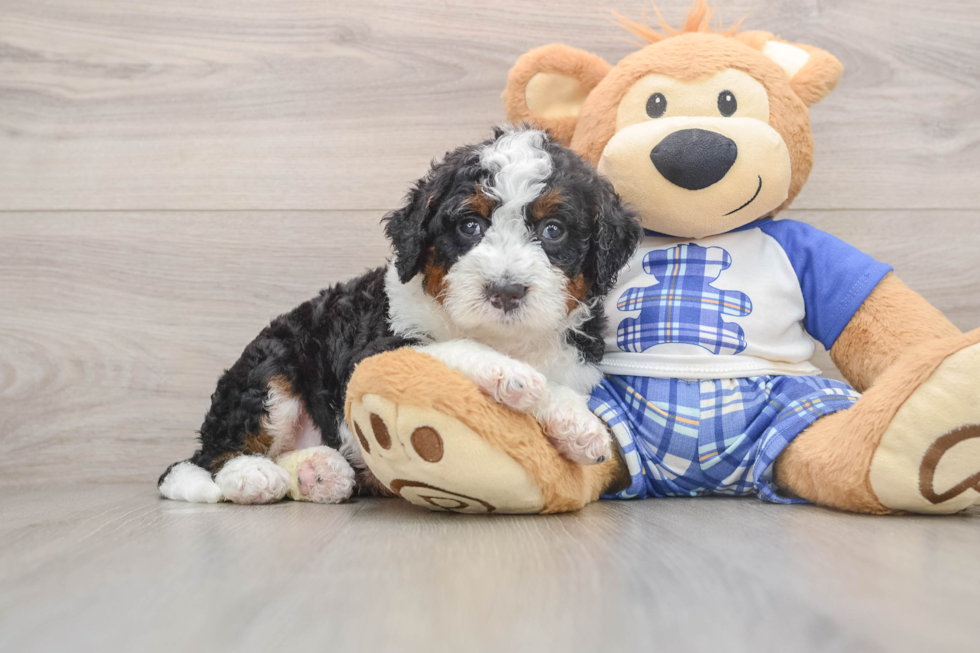 Petite Mini Bernedoodle Poodle Mix Pup