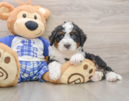 5 week old Mini Bernedoodle Puppy For Sale - Simply Southern Pups