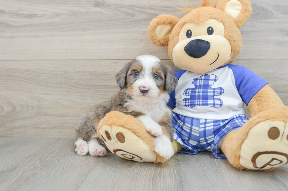 7 week old Mini Bernedoodle Puppy For Sale - Simply Southern Pups