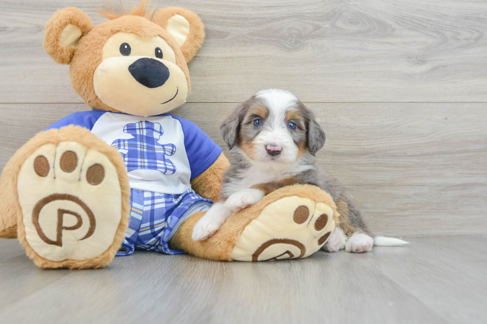 Mini Bernedoodle Puppy for Adoption