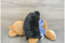 Little Mini Bernesedoodle Poodle Mix Puppy