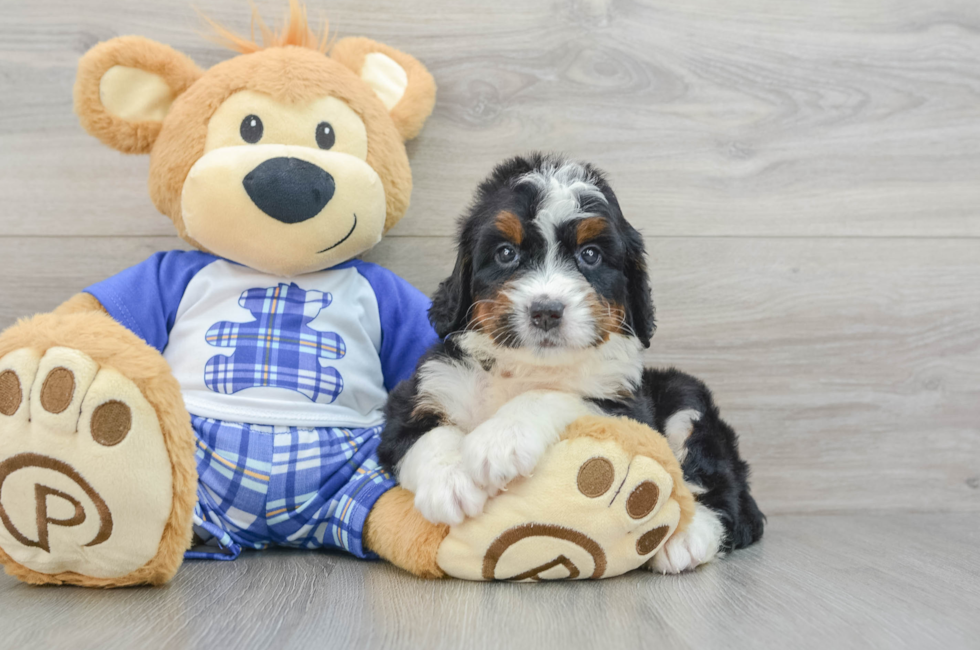 6 week old Mini Bernedoodle Puppy For Sale - Simply Southern Pups