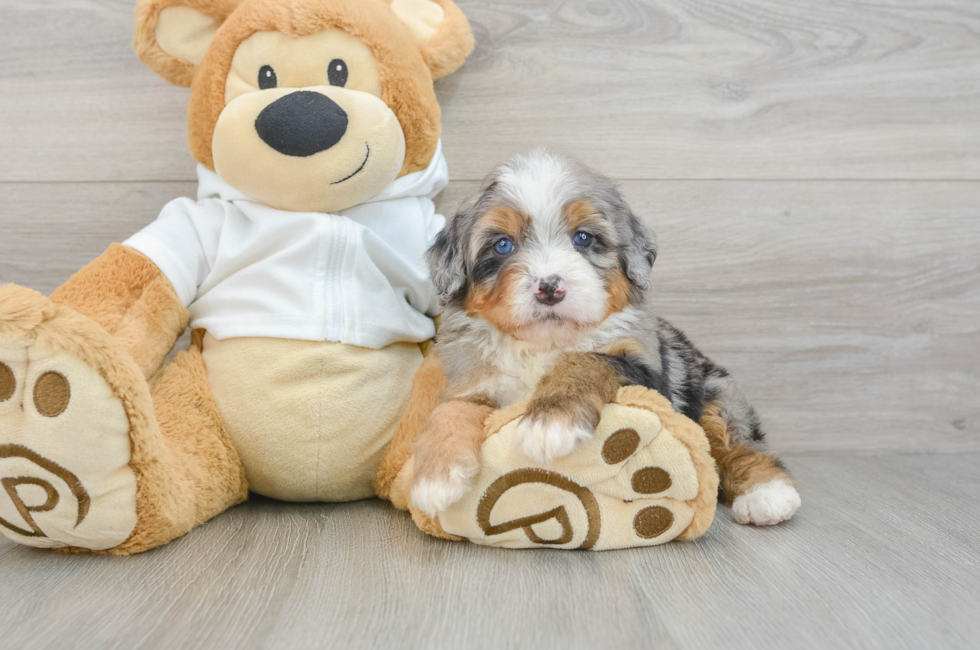 7 week old Mini Bernedoodle Puppy For Sale - Simply Southern Pups