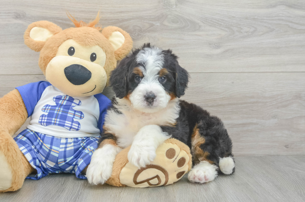 5 week old Mini Bernedoodle Puppy For Sale - Simply Southern Pups