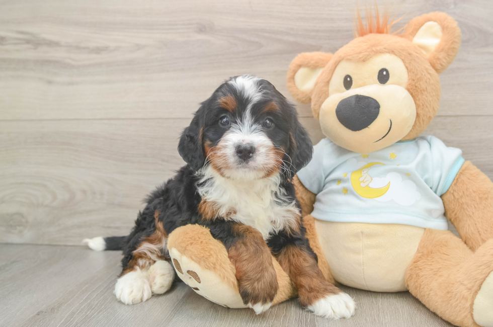 5 week old Mini Bernedoodle Puppy For Sale - Simply Southern Pups