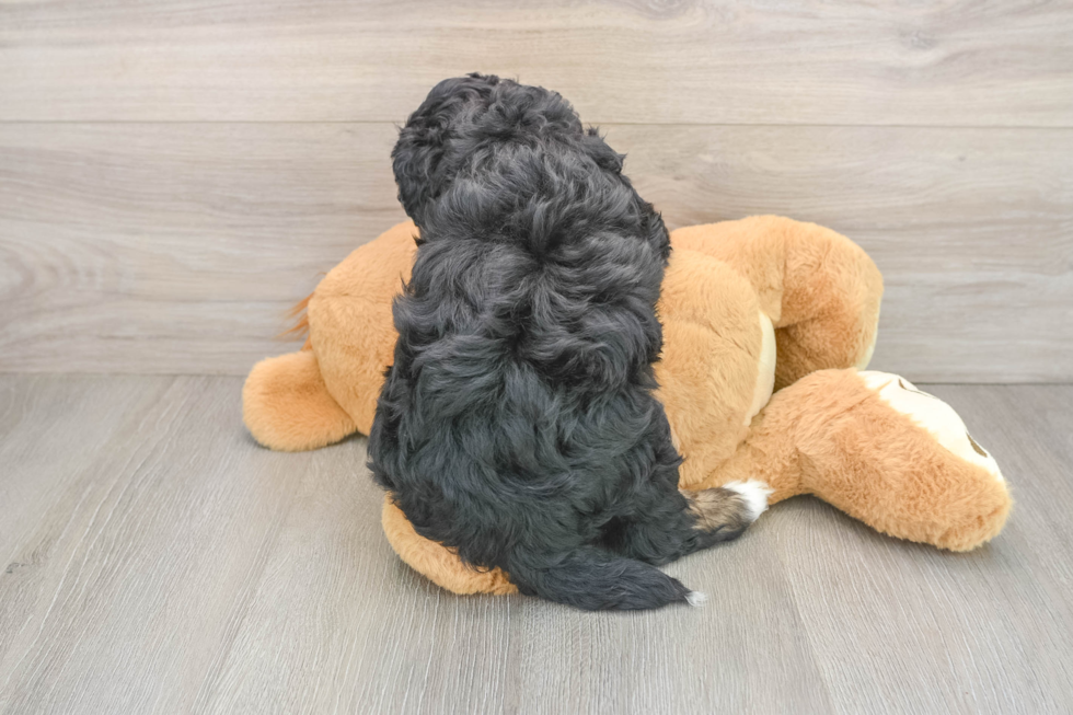 Mini Bernedoodle Pup Being Cute