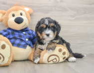 6 week old Mini Bernedoodle Puppy For Sale - Simply Southern Pups