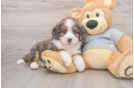 Popular Mini Bernedoodle Poodle Mix Pup