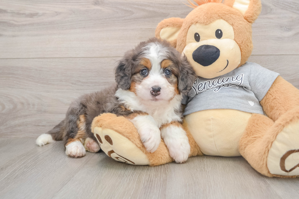 Popular Mini Bernedoodle Poodle Mix Pup