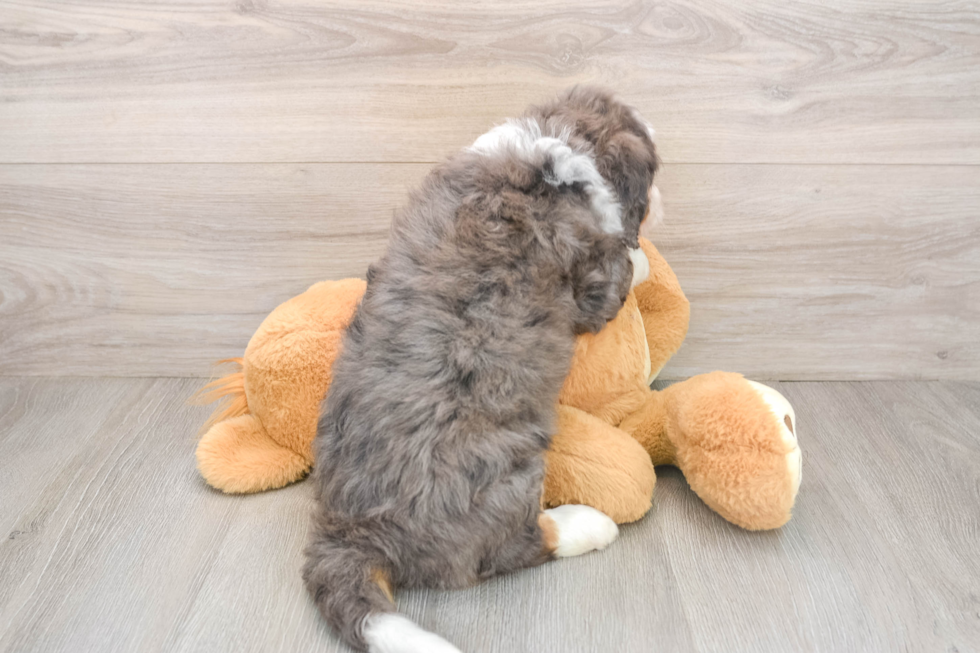 Best Mini Bernedoodle Baby