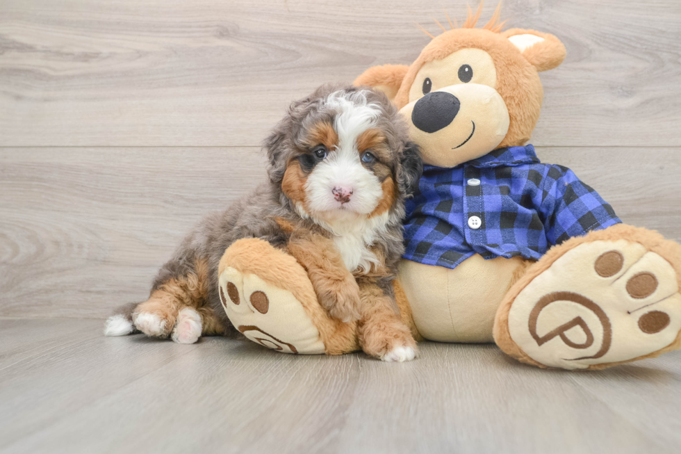 Best Mini Bernedoodle Baby