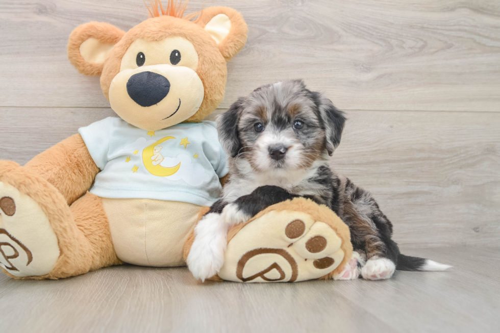 Mini Bernedoodle Puppy for Adoption