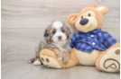 Best Mini Bernedoodle Baby