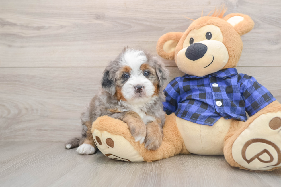 Best Mini Bernedoodle Baby