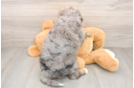 Best Mini Bernedoodle Baby