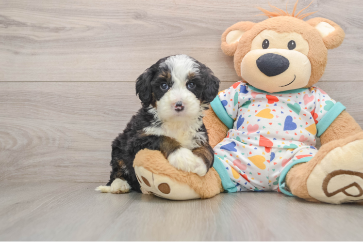 Popular Mini Bernedoodle Poodle Mix Pup