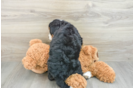 Funny Mini Bernedoodle Poodle Mix Pup