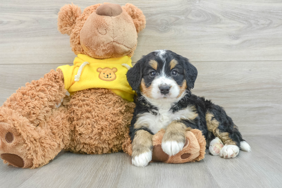 Energetic Mini Berniedoodle Poodle Mix Puppy