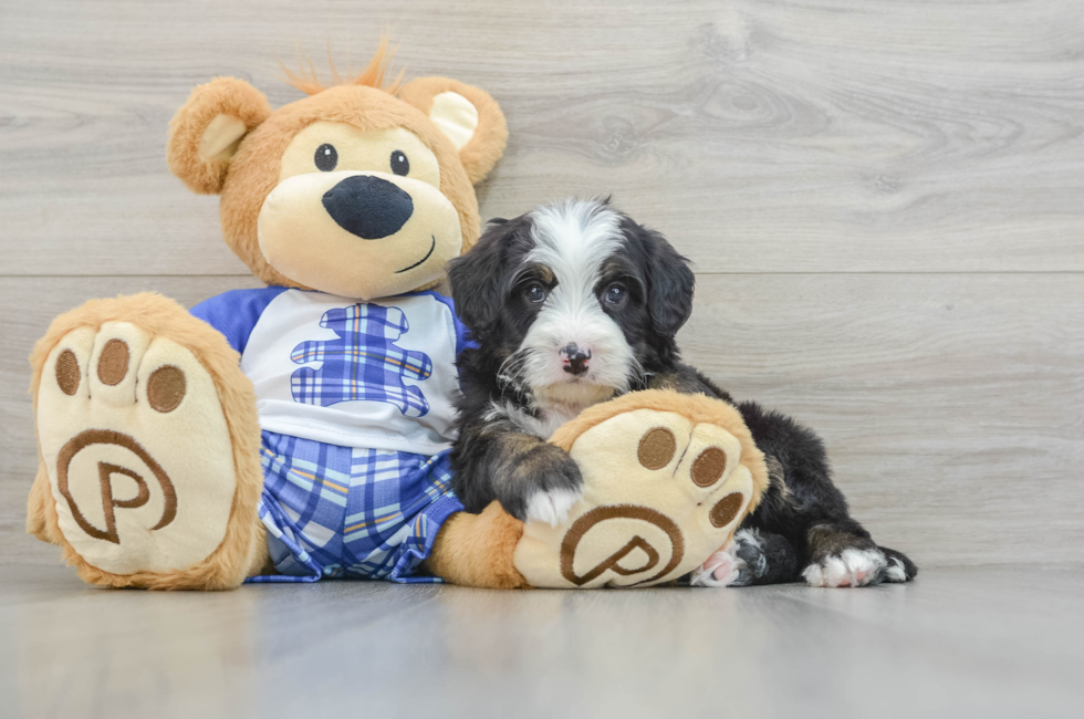 7 week old Mini Bernedoodle Puppy For Sale - Simply Southern Pups