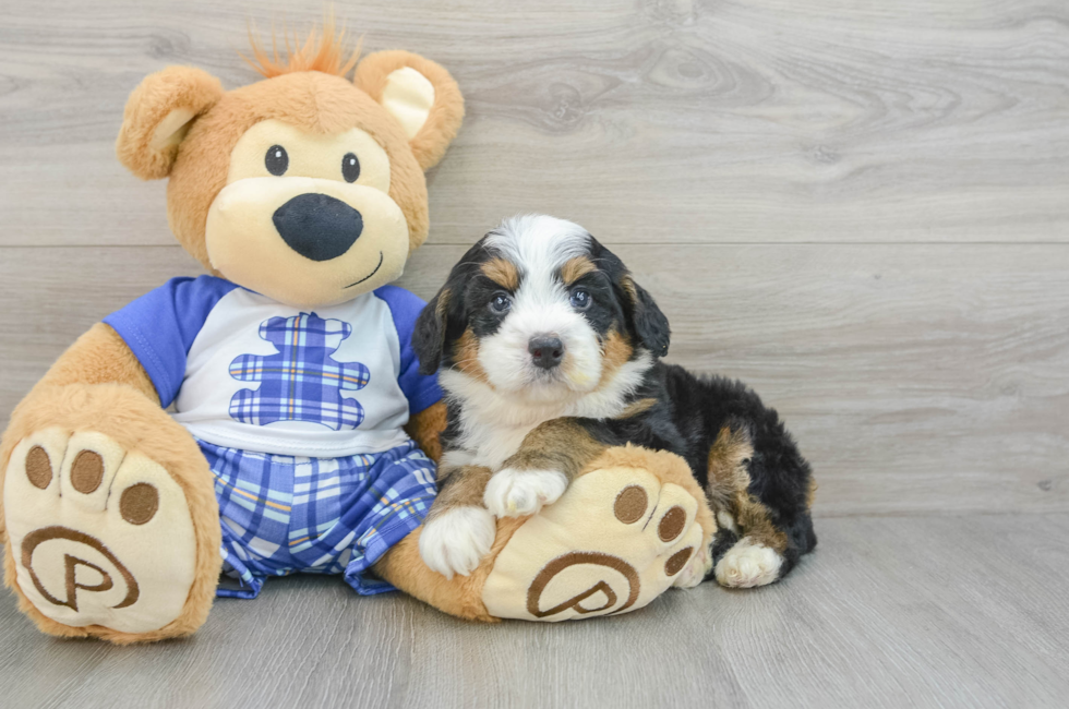 6 week old Mini Bernedoodle Puppy For Sale - Simply Southern Pups