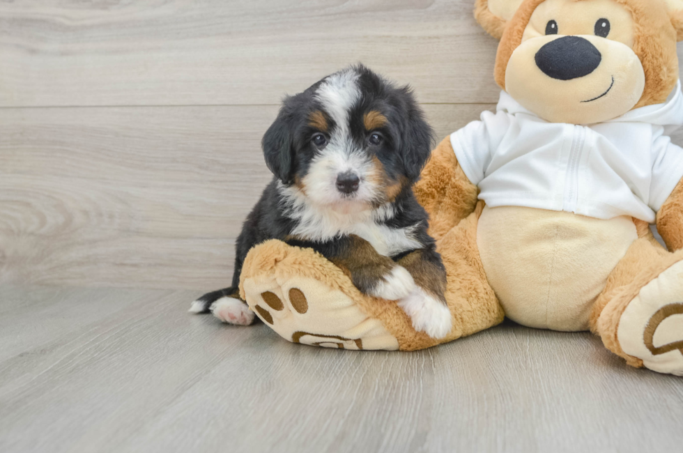 7 week old Mini Bernedoodle Puppy For Sale - Simply Southern Pups