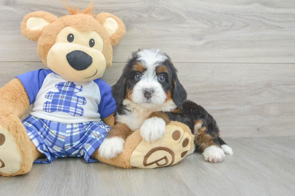 5 week old Mini Bernedoodle Puppy For Sale - Simply Southern Pups