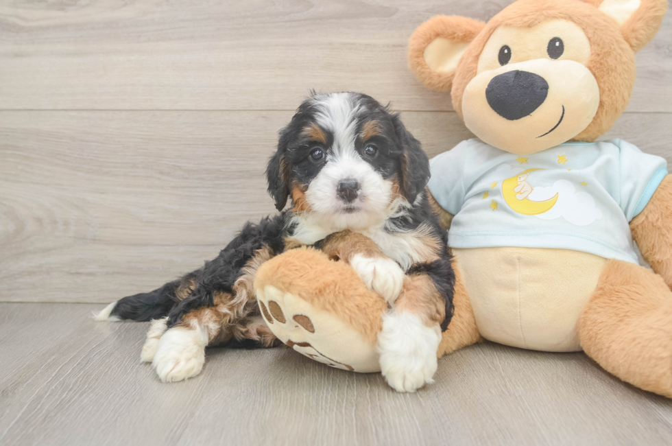 5 week old Mini Bernedoodle Puppy For Sale - Simply Southern Pups