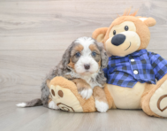 6 week old Mini Bernedoodle Puppy For Sale - Simply Southern Pups