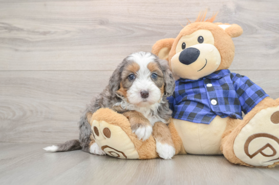 Mini Bernedoodle Puppy for Adoption