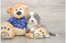 Mini Bernedoodle Puppy for Adoption