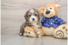Hypoallergenic Mini Bernadoodle Poodle Mix Puppy