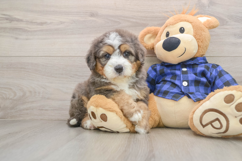 Hypoallergenic Mini Bernadoodle Poodle Mix Puppy