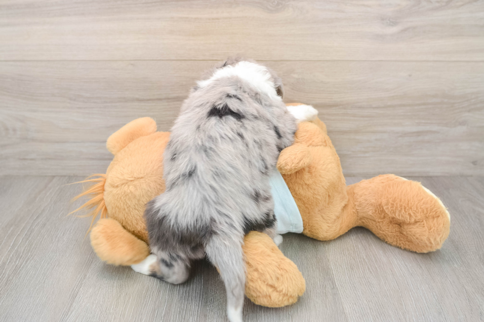 Petite Mini Bernedoodle Poodle Mix Pup