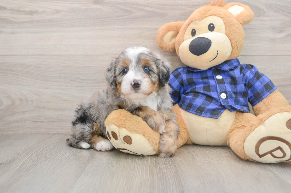 Best Mini Bernedoodle Baby