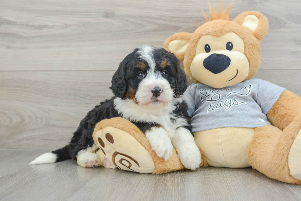 Mini Bernedoodle Puppy for Adoption