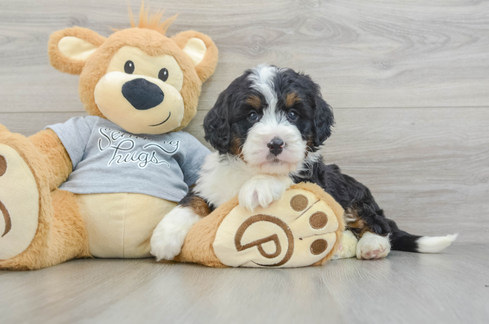 5 week old Mini Bernedoodle Puppy For Sale - Simply Southern Pups