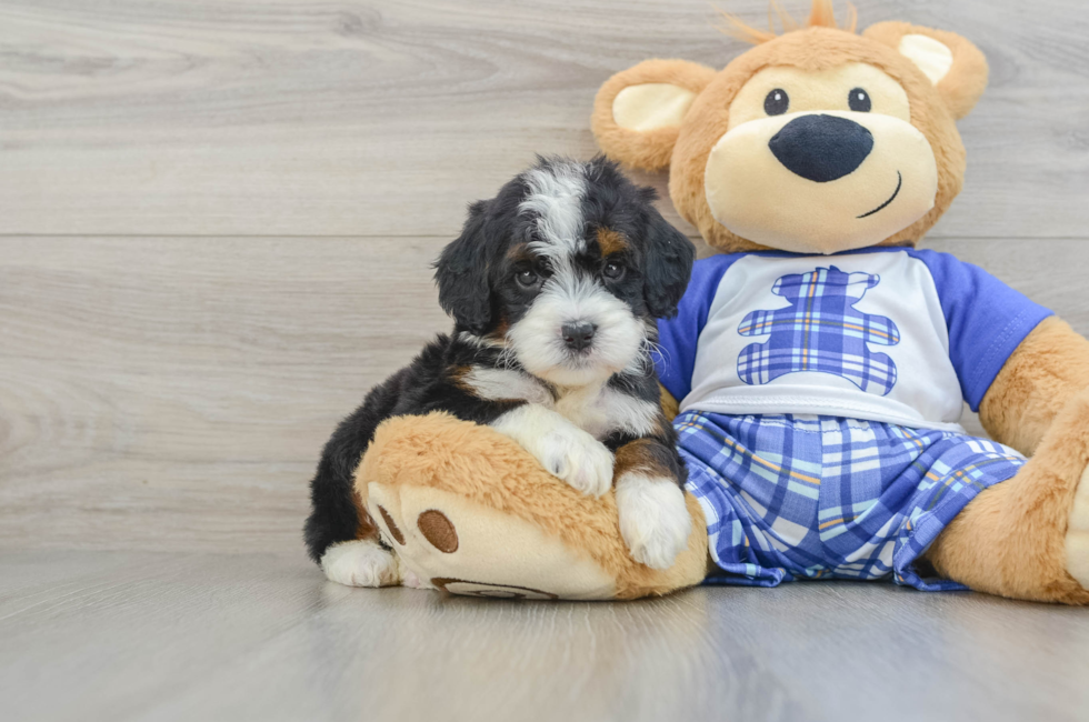 6 week old Mini Bernedoodle Puppy For Sale - Simply Southern Pups