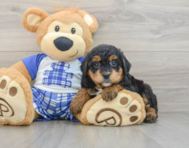 8 week old Mini Bernedoodle Puppy For Sale - Simply Southern Pups