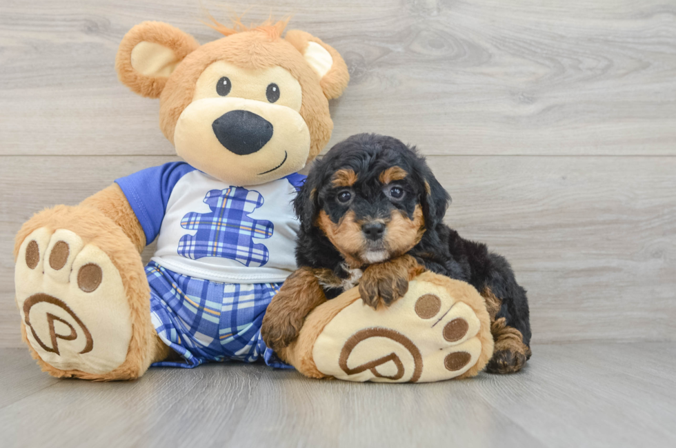 8 week old Mini Bernedoodle Puppy For Sale - Simply Southern Pups