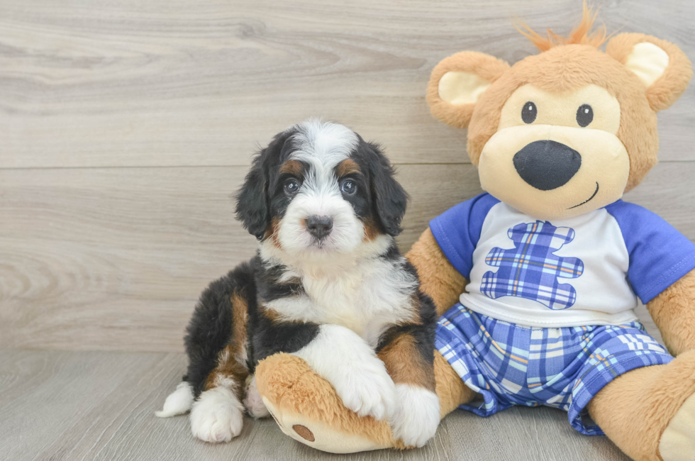 5 week old Mini Bernedoodle Puppy For Sale - Simply Southern Pups