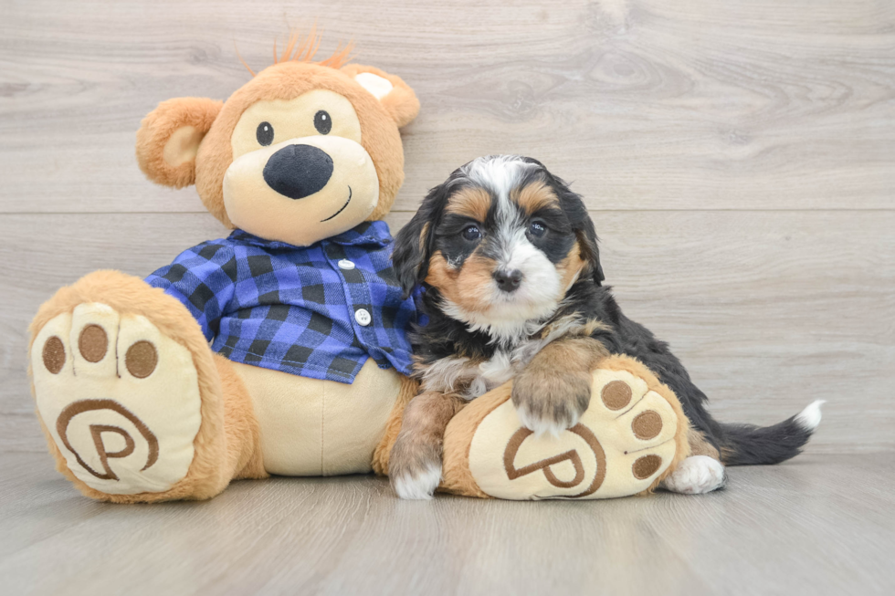 Energetic Mini Bernesedoodle Poodle Mix Puppy
